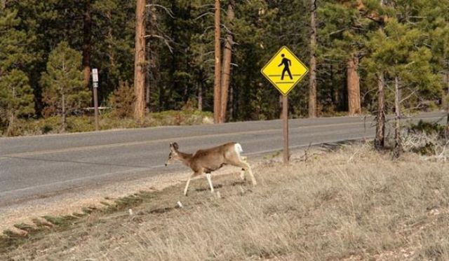 Hilarious Road Signs. Part 2