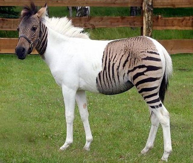 Hybrid Animals Are the Coolest