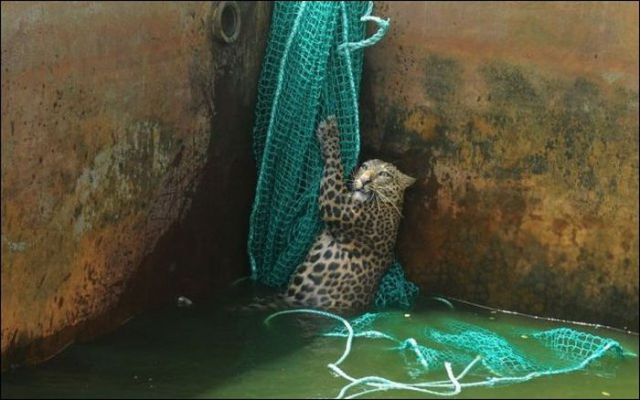 Leopard Luckily Saved from the Water Tank