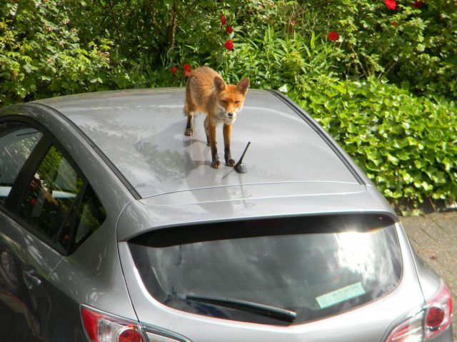 Morning Picdump
