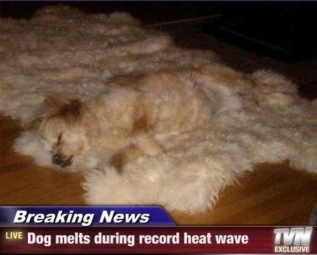 Daily Picdump