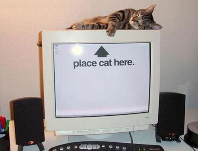 Daily Picdump