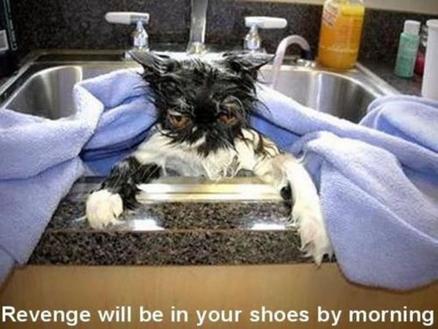 Morning Picdump