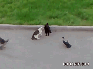 Daily Gifdump