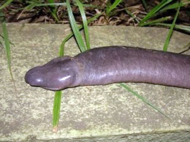 Try to Guess What It Is