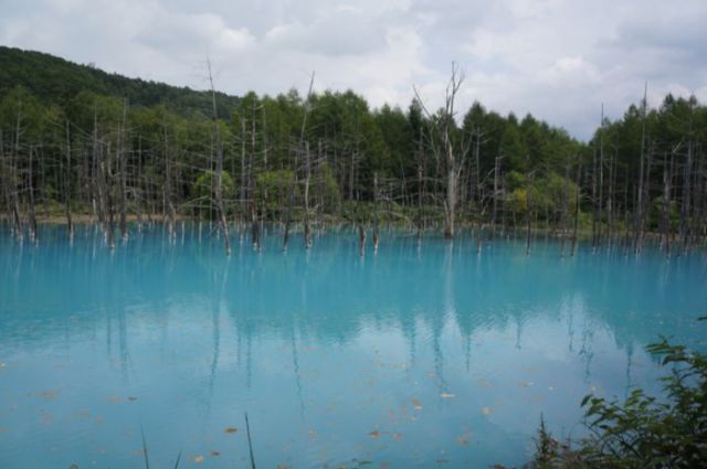 Asyik Nya Mengunjungi Rawa Biru Di Jepang ... Air Biru Nya Bisa Di Minum Loch .. Buat Kesehatan ... [ www.BlogApaAja.com ]