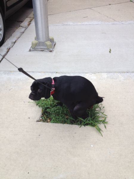 Daily Picdump