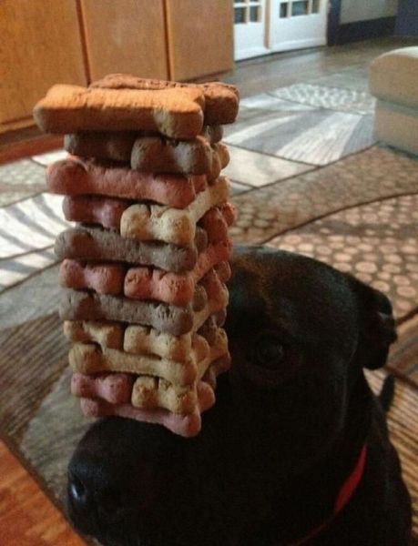 Daily Picdump