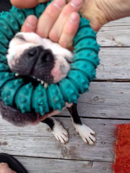 Daily Picdump