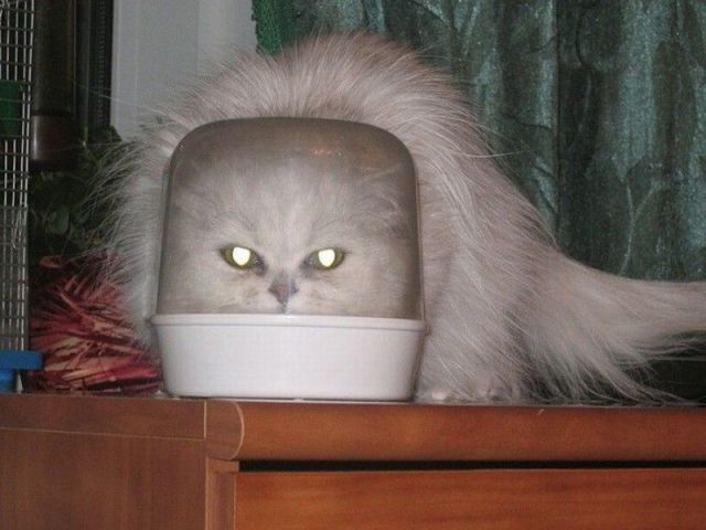 Daily Picdump