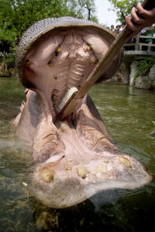 That’s How They Brush Hippos’ Teeth (5 pics) - Izismile.com
