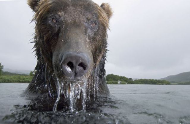That’s How You Take a Wild Bear’s Close-Up
