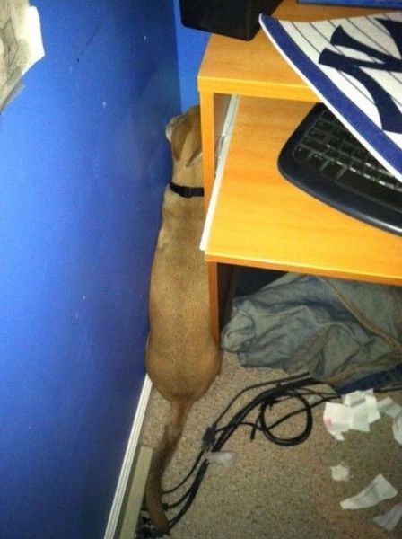 Daily Picdump