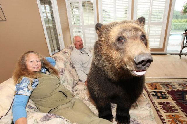 Canadian Couple Has Grizzly Bear Pet