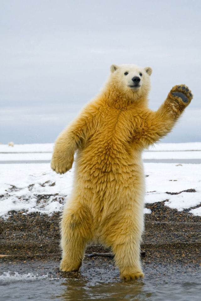 Polar Bear Cub Dances Disco