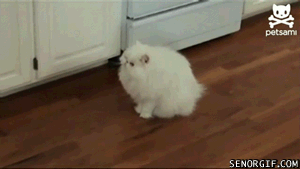 Friday Gifdump
