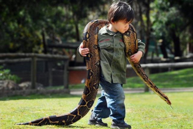 http://img.izismile.com/img/img5/20120907/640/australian_toddler_is_a_real_snake_charmer_640_08.jpg