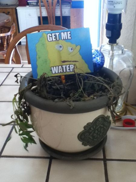 Daily Picdump