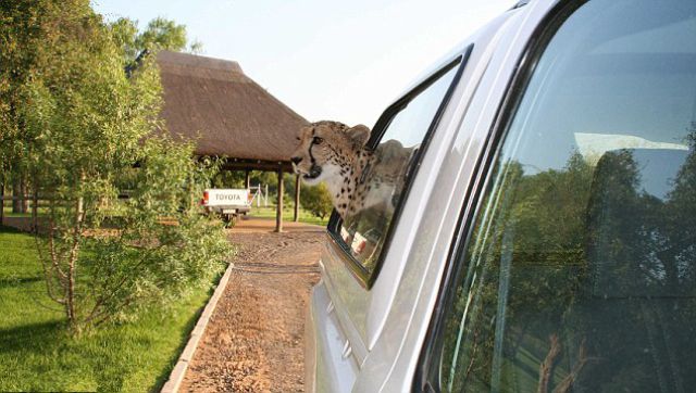 South African Family Keeps a Pet Cheetah