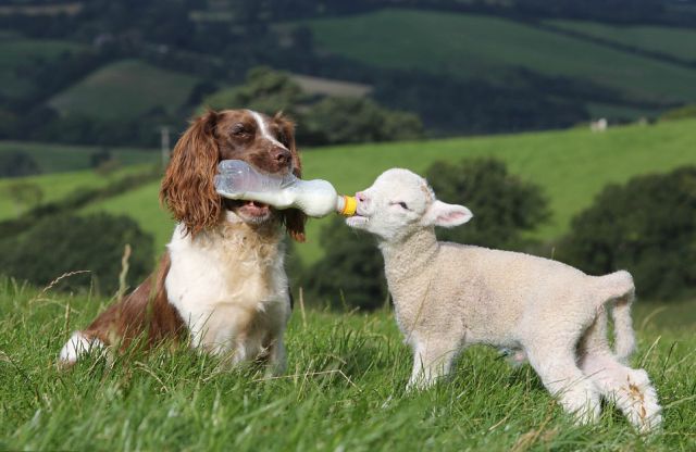 uk_dog_is_an_amazing_lamb_nurse_640_01.jpg