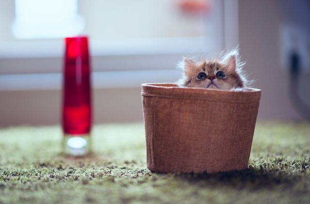 What a Funny Little Kitten!
