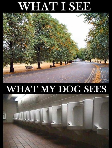 Morning Picdump