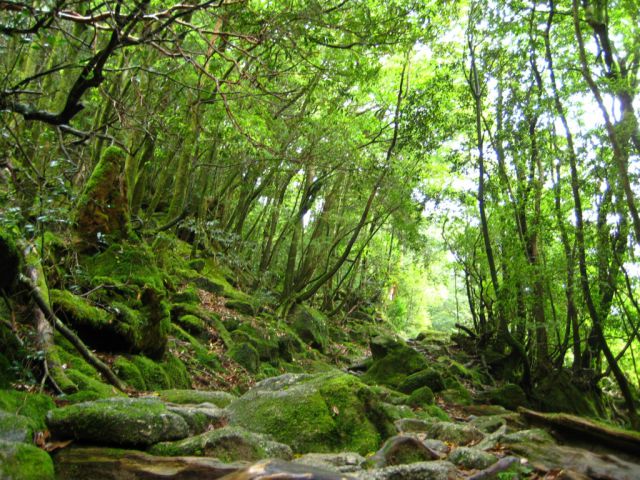 Yakushima Island Forest a Natural Wonder