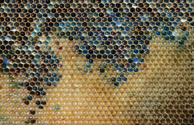 Bees are Producing Different Colours of Honey but You Would Never Guess Why