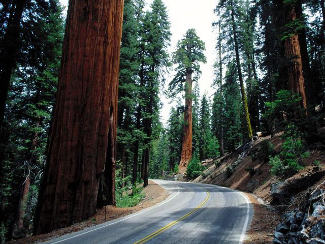 Enormous Sequoia Trees Are Hard to Miss!