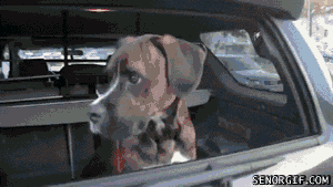 Friday Gifdump
