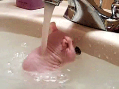 Friday Gifdump