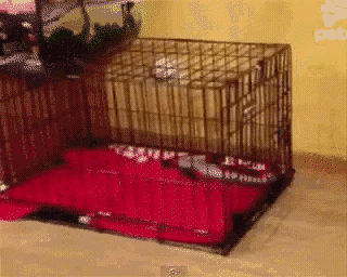 Friday Gifdump