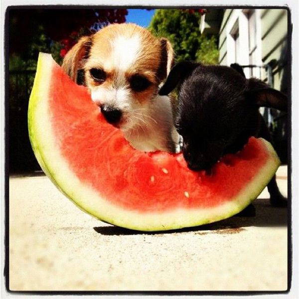 Daily Picdump [WEEKEND EDITION]