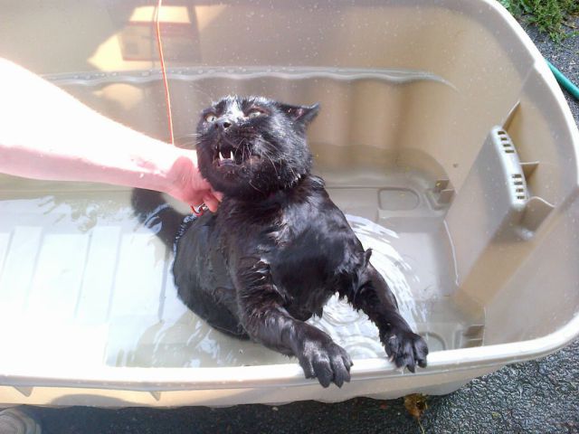Daily Picdump [WEEKEND EDITION]