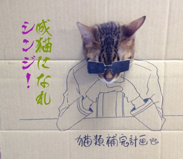 Cat in a Box…
