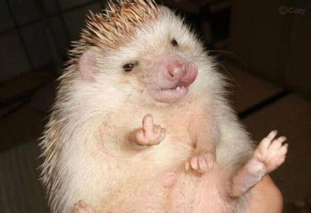 Morning Picdump