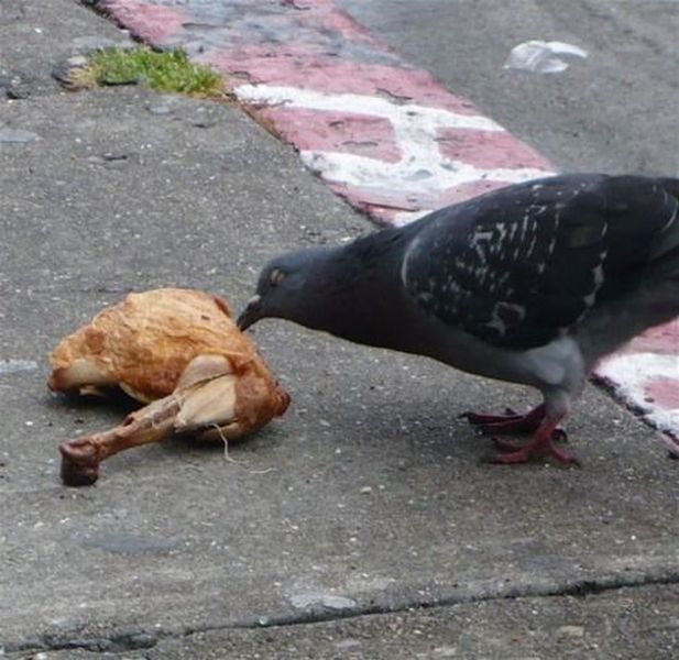 Morning Picdump