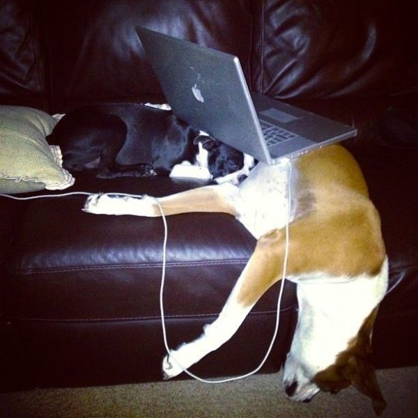 Daily Picdump