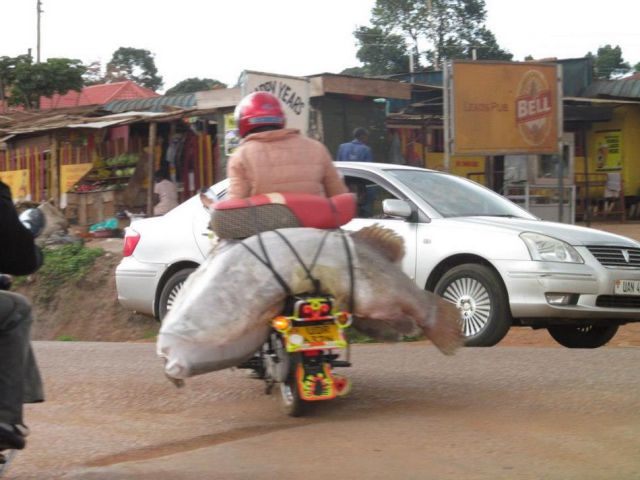 Daily Picdump