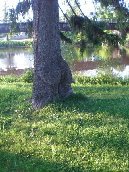 Daily Picdump