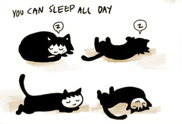 It’s Really a Cat’s Life!