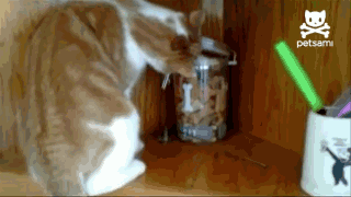 Daily Gifdump