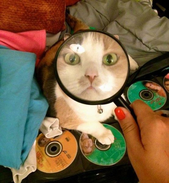 Morning Picdump