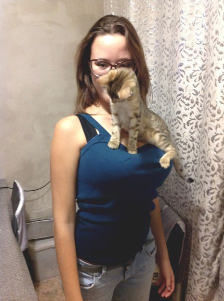 Kitten Gets the Best Seat in the House
