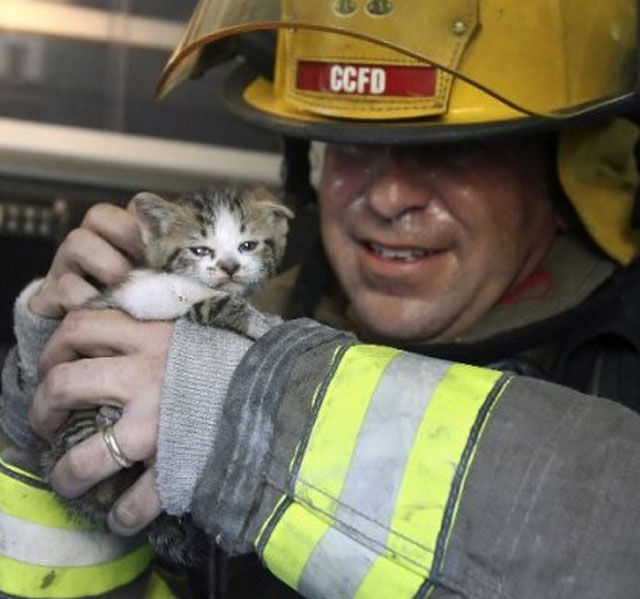 Firemen Rescue Cute and Cuddly Cats!