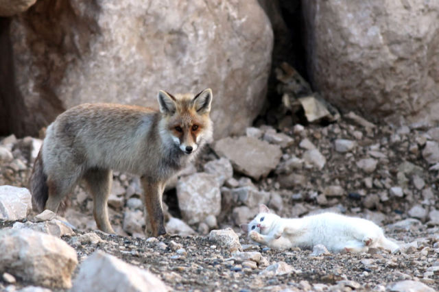 This Cat and Fox are Simply the Best of Friends