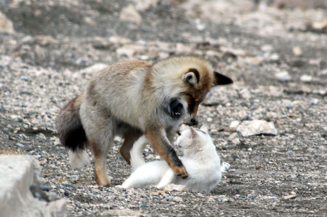 This Cat and Fox are Simply the Best of Friends
