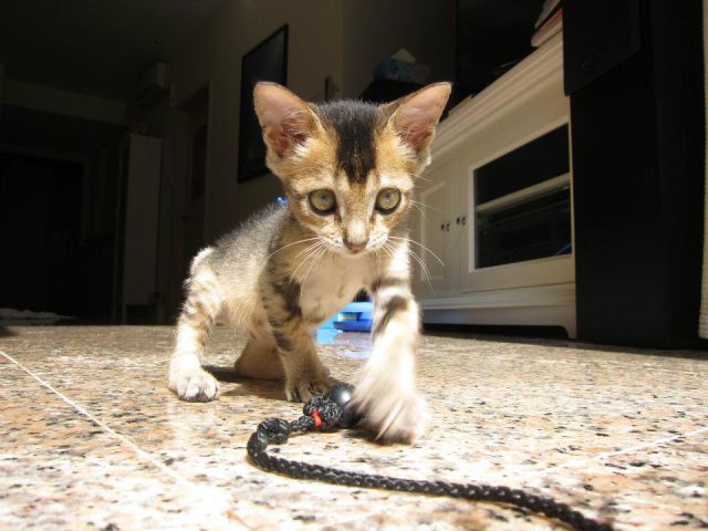 Miniature Rescue Kitten Gets a Second Chance at Life