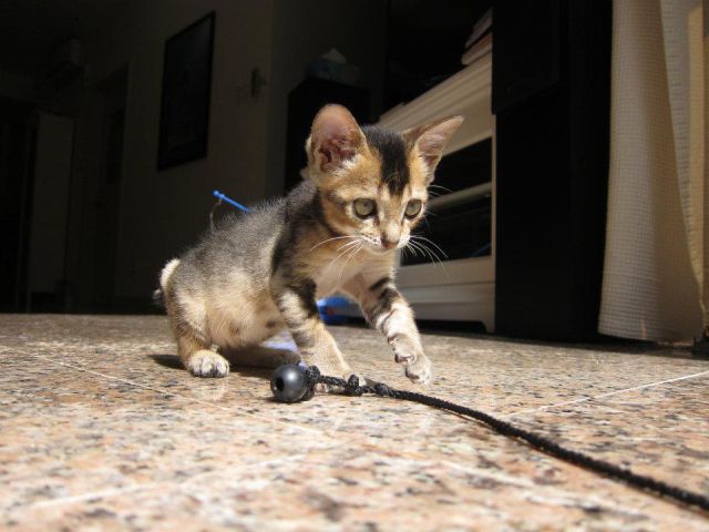Miniature Rescue Kitten Gets a Second Chance at Life
