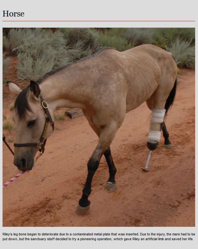 Prosthetics Give Animals a Second Chance at a Normal Life